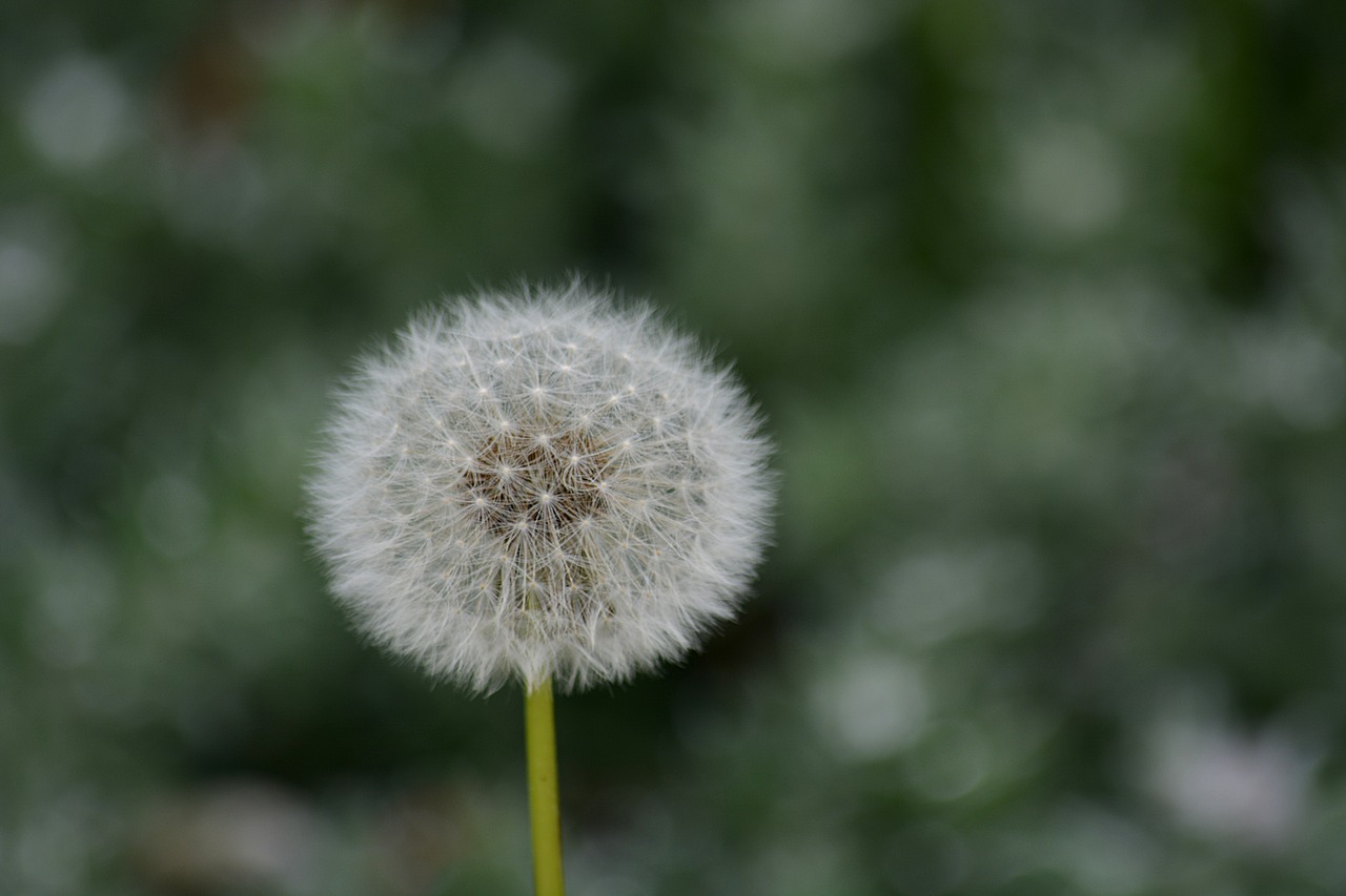 dandelion flower nature free photo