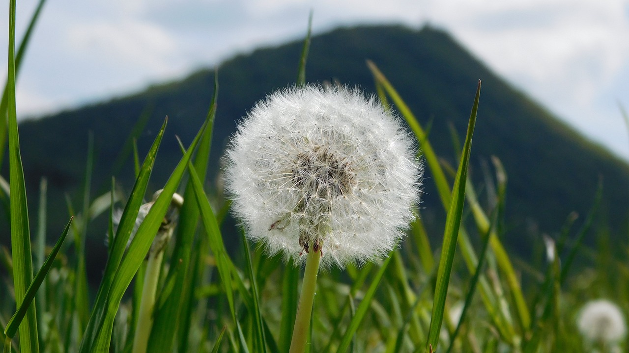 dandelion flower spring free photo