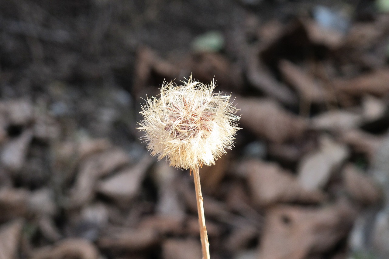 dandelion autumn wait free photo