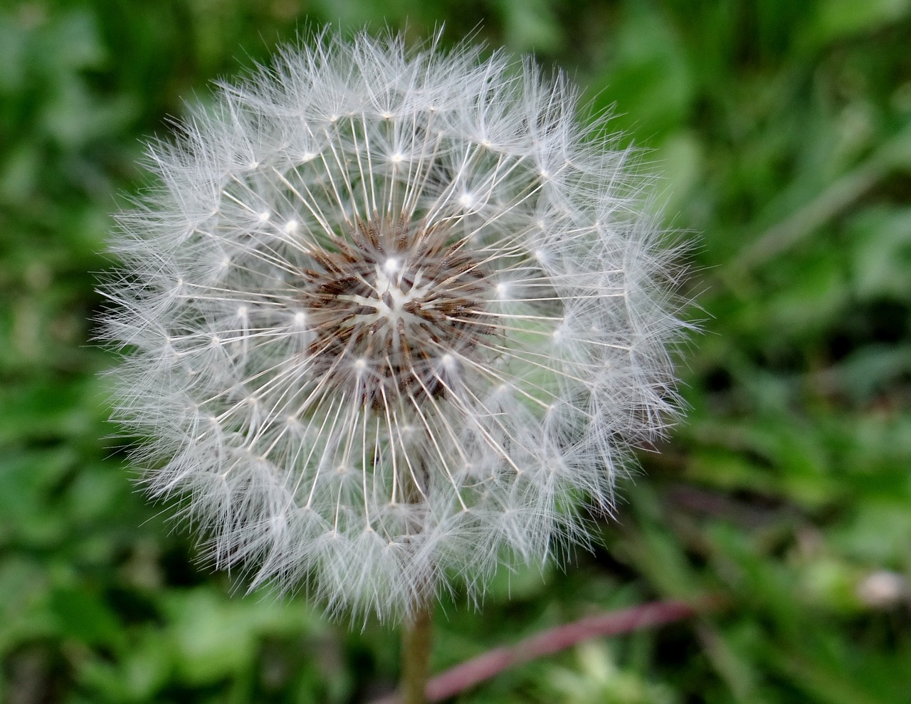 dandelion the wayside pointed flower free photo