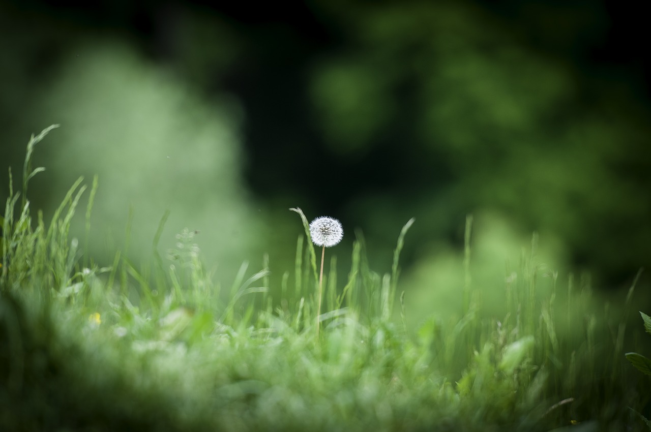 dandelion meadow grass free photo