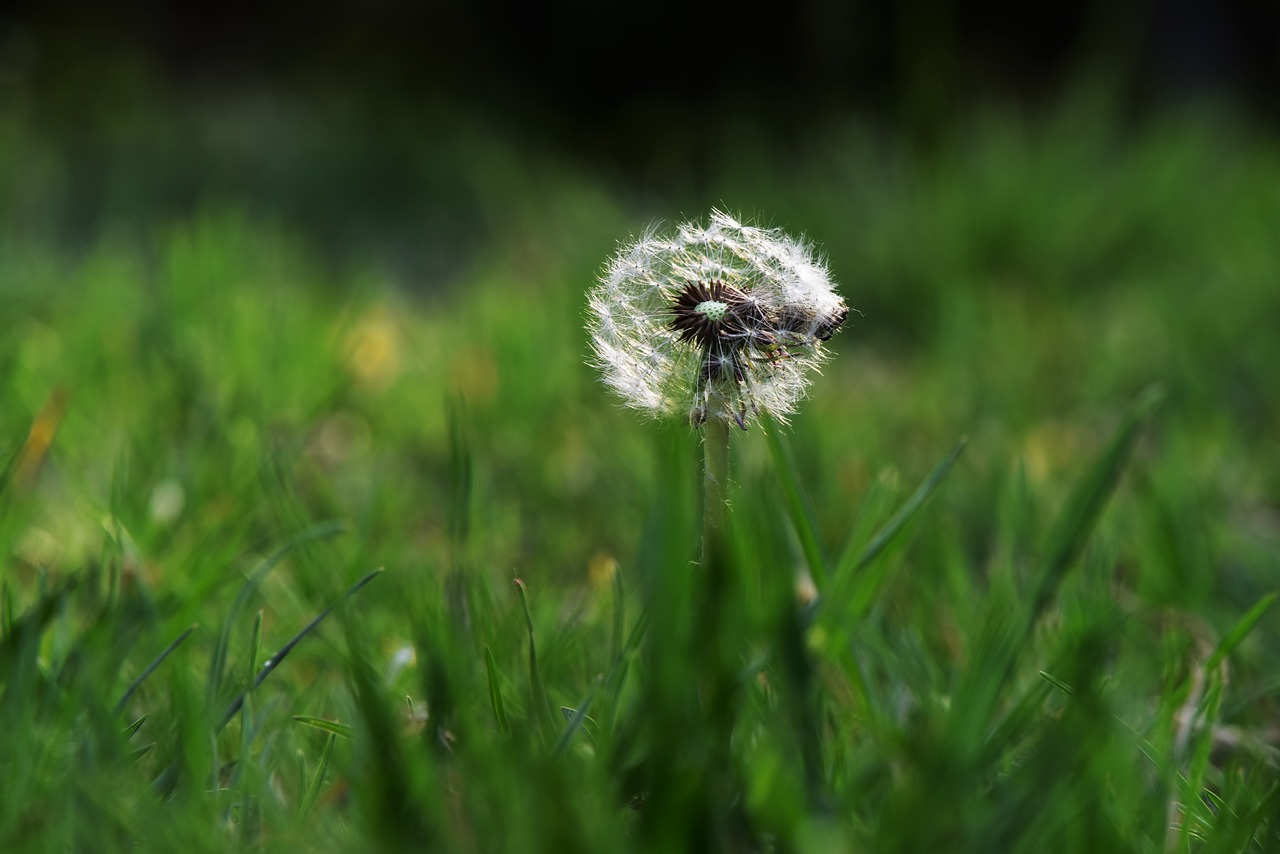 dandelion light and shadow life free photo