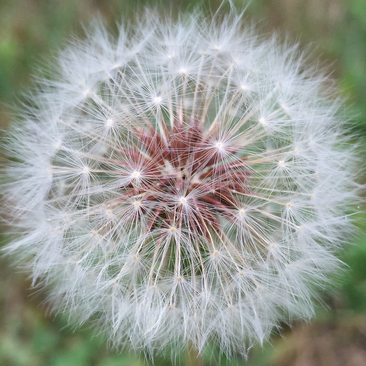 dandelion weed natural free photo