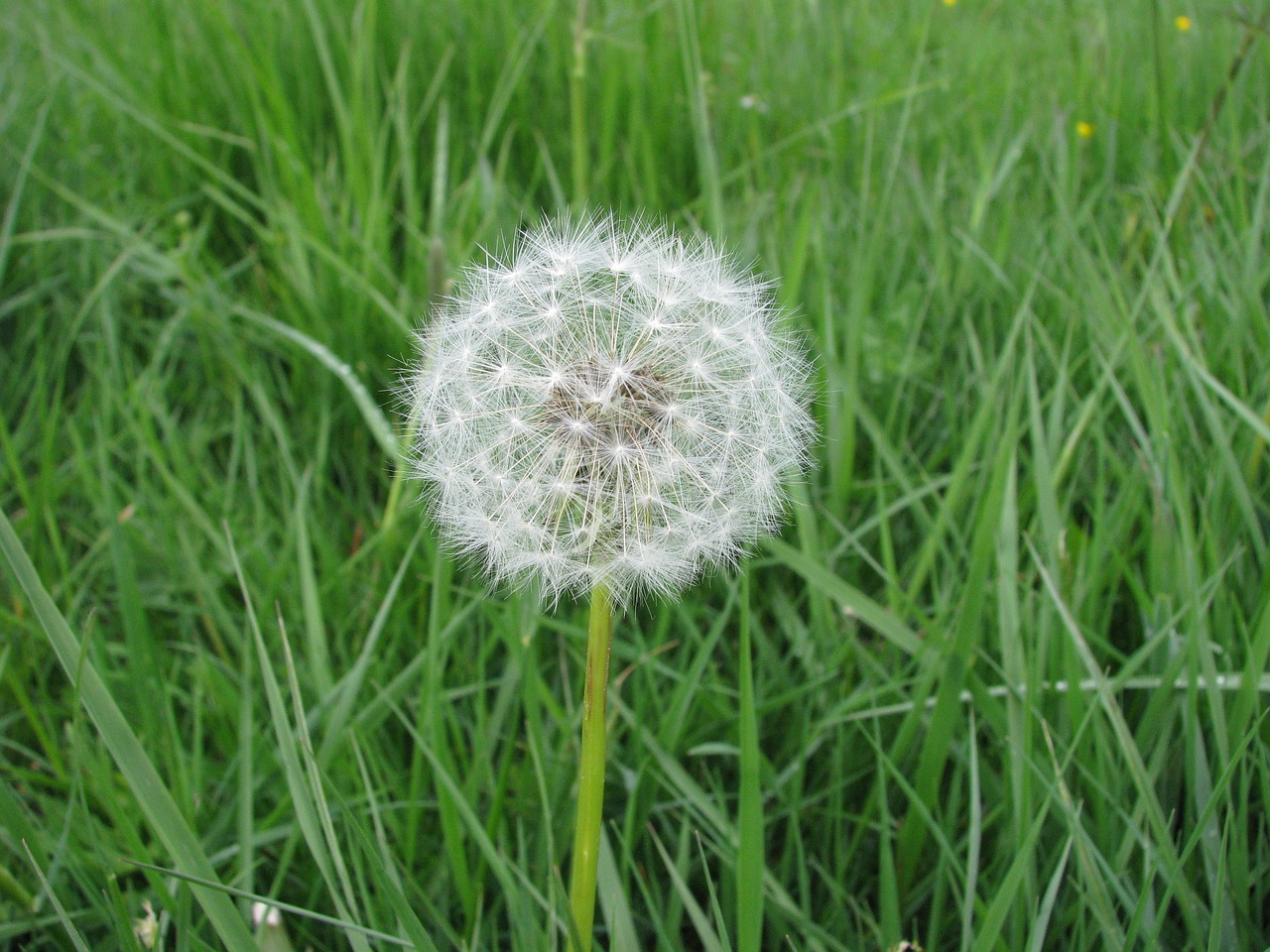 dandelion flower dandelions free photo