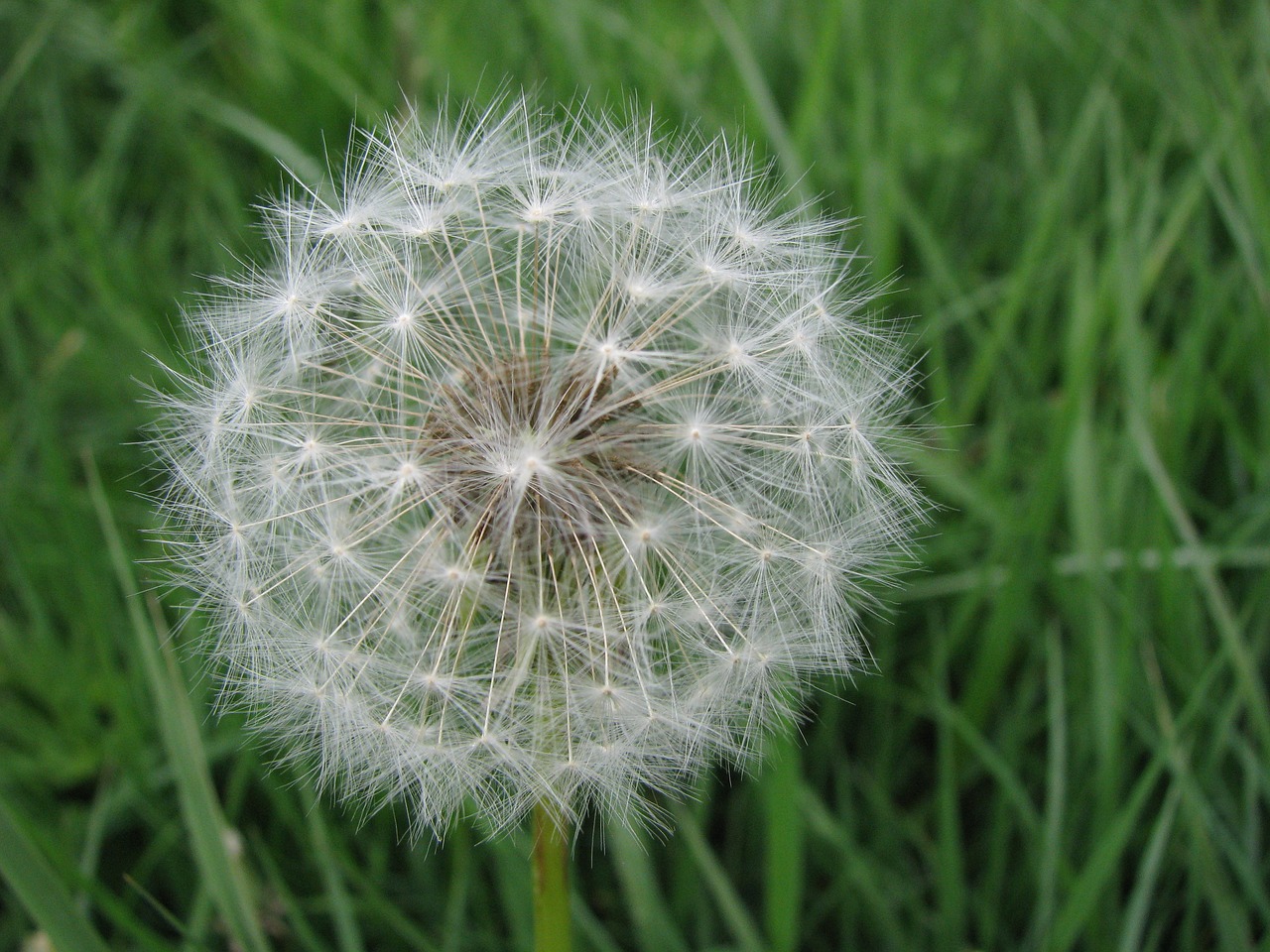 dandelion flower dandelions free photo