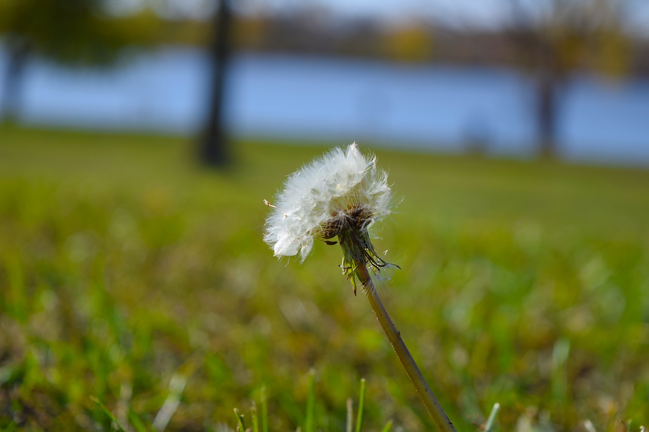 dandelion seeds summer free photo