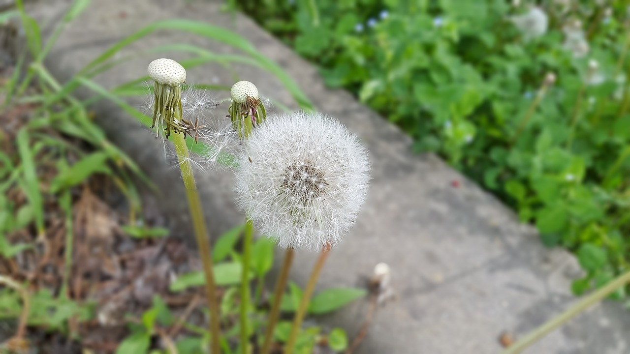 dandelion abstract spring free photo