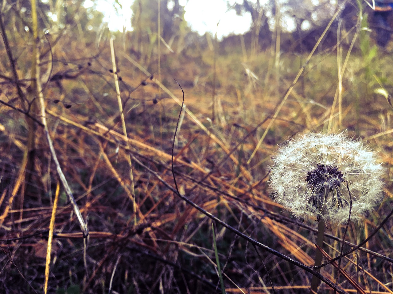 dandelion field widlflowers free photo