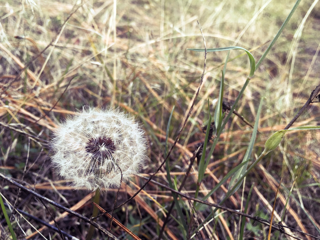 dandelion field widlflowers free photo