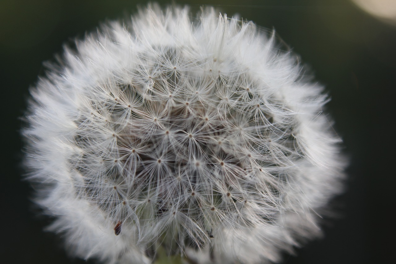 dandelion nature faded dandelion free photo