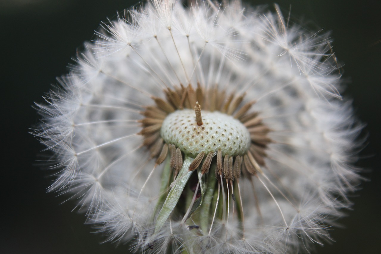 dandelion nature faded dandelion free photo