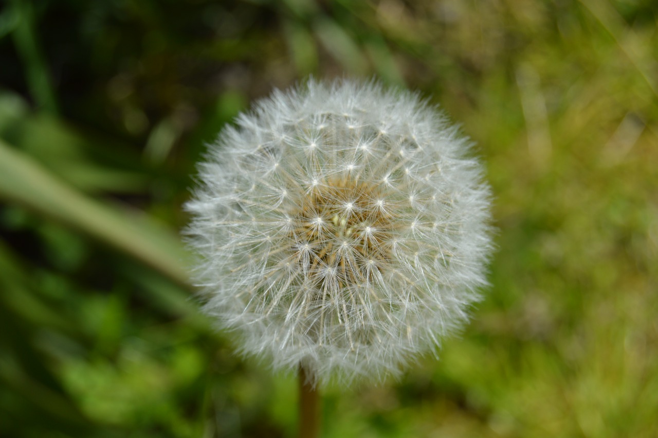 dandelion close nature free photo