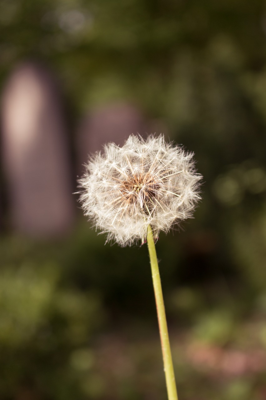 dandelion nature close free photo