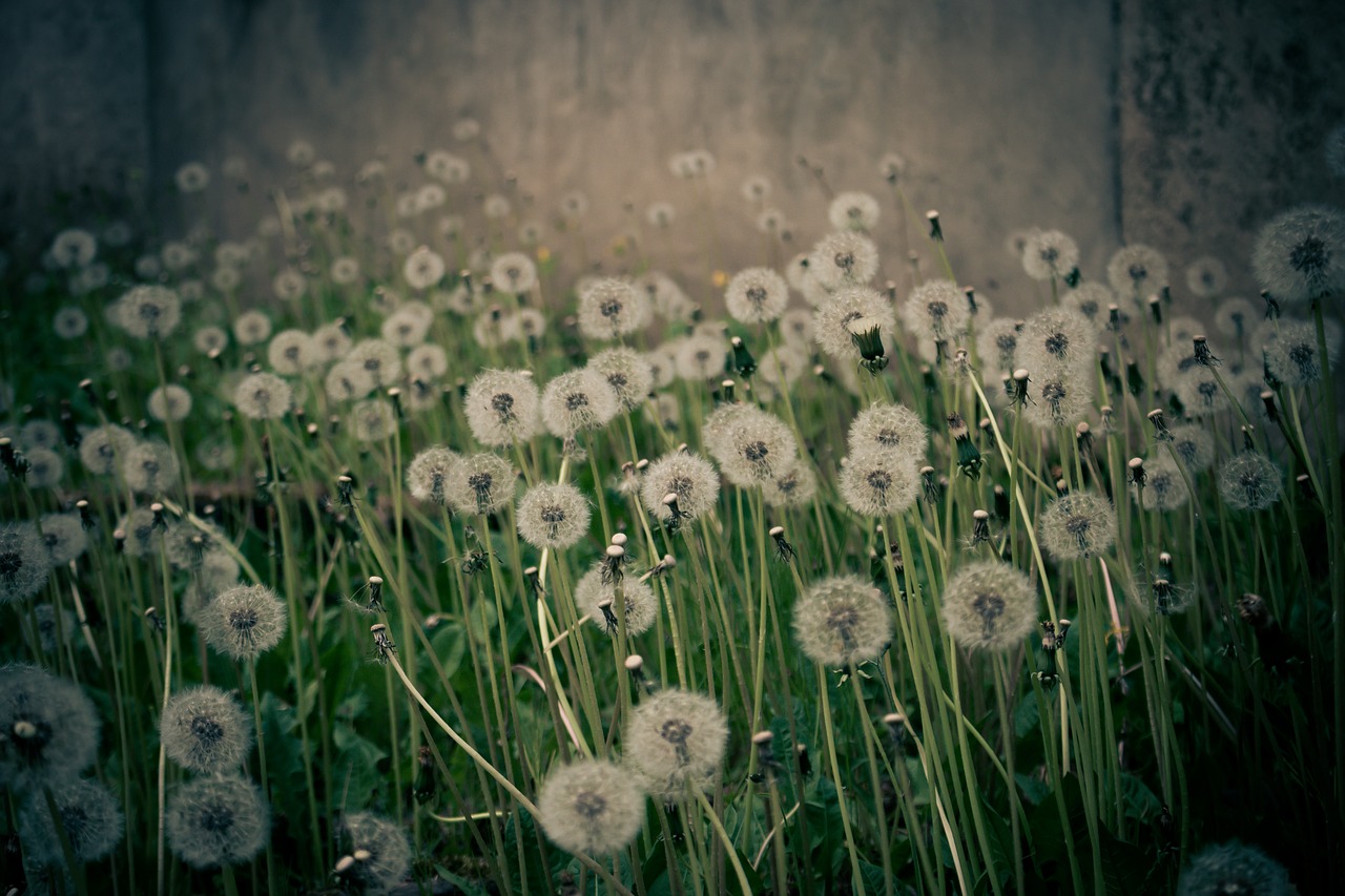 dandelion mood nature free photo