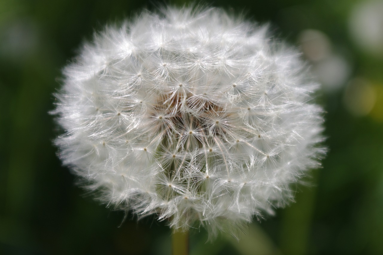 dandelion flower nature free photo