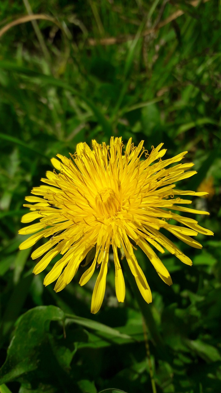 dandelion flower yellow free photo