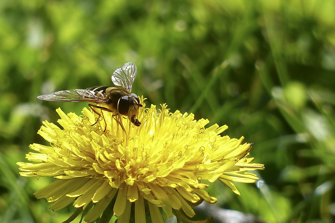 dandelion wild flower yellow free photo