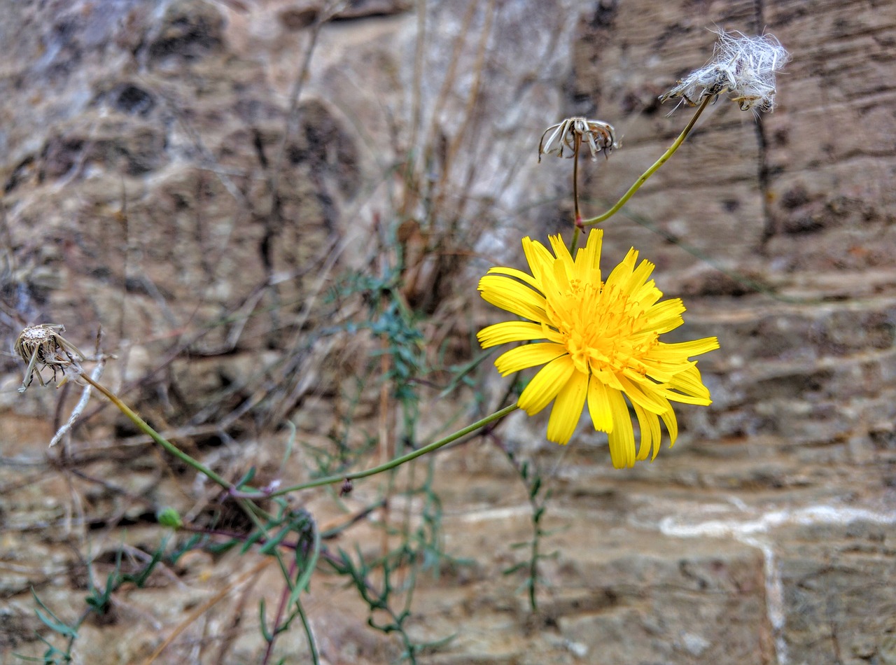 dandelion wild flower free photo