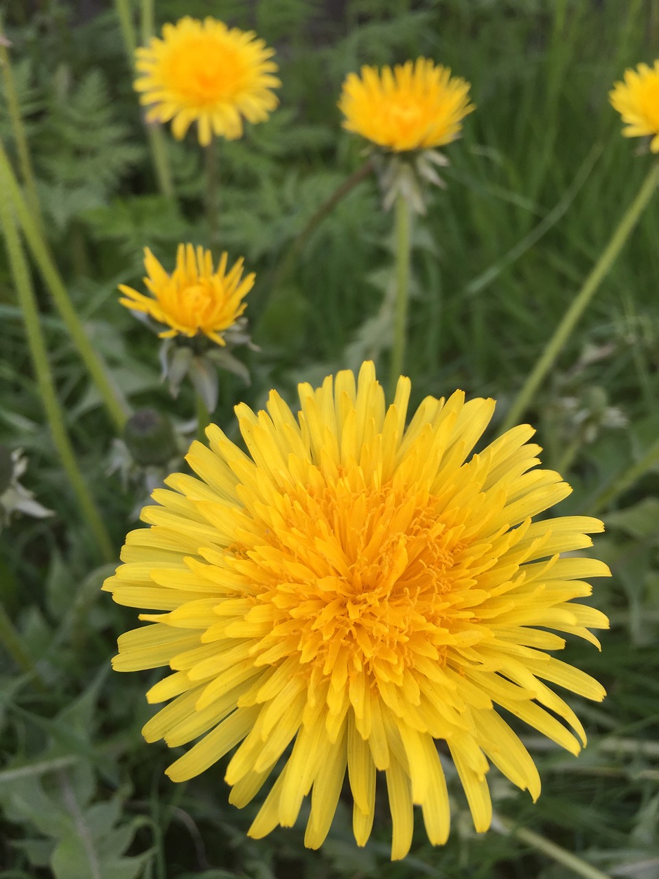 dandelion flowers nature free photo