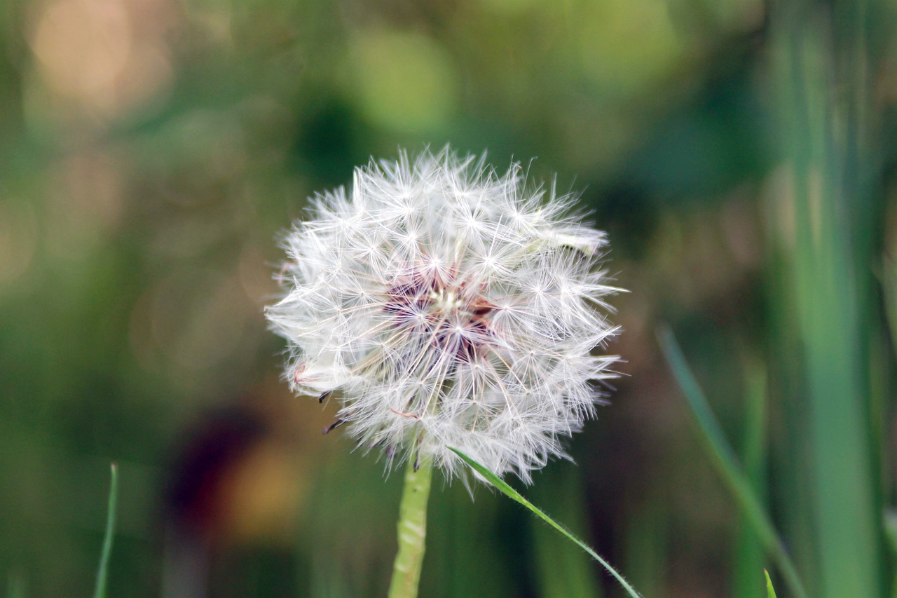 dandelion flower furry free photo