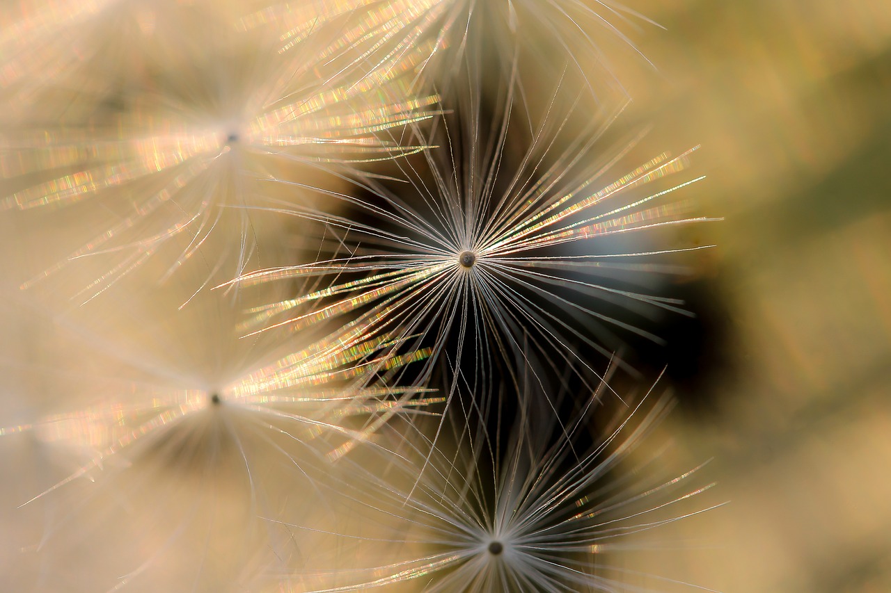 dandelion nature macro free photo