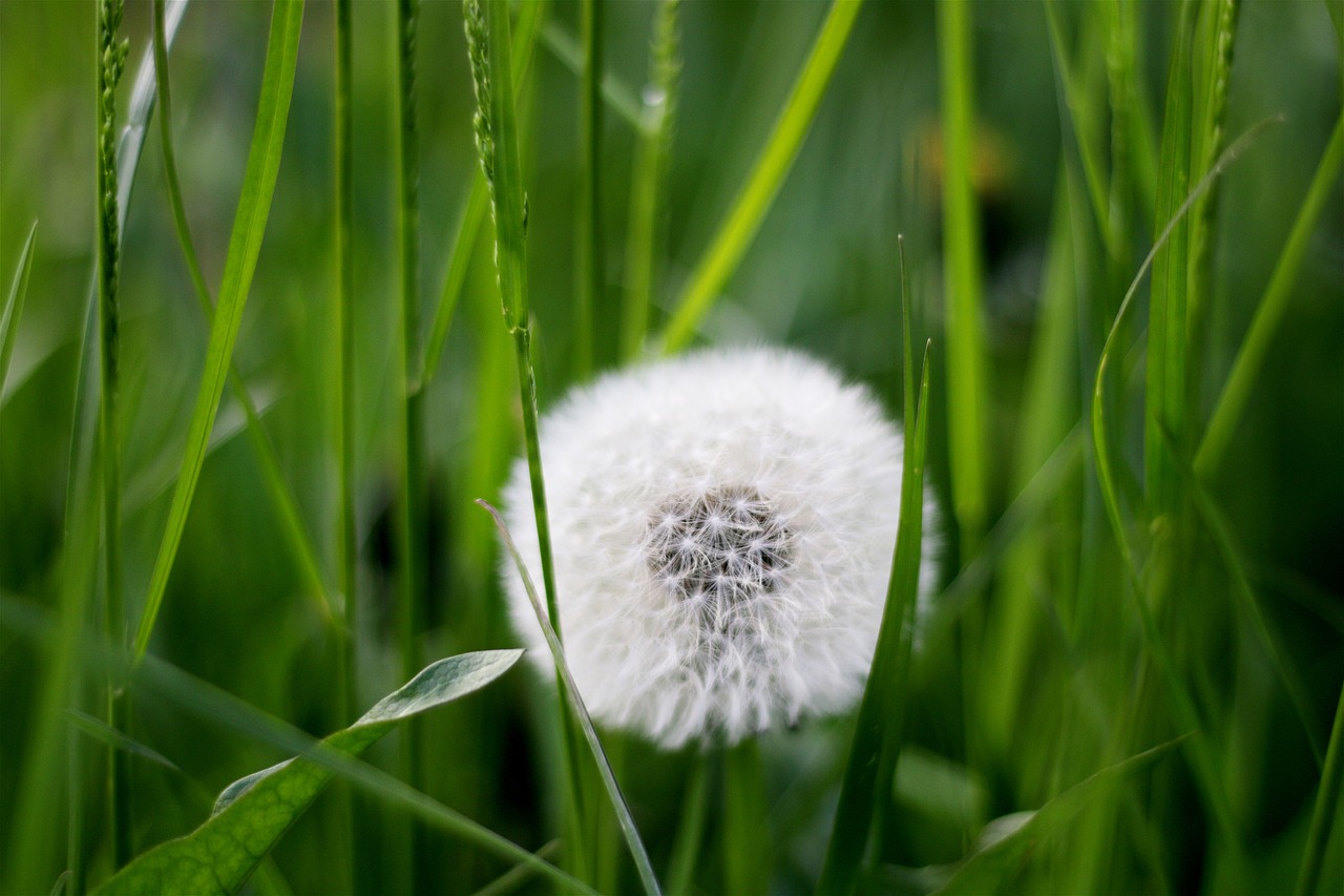 dandelion flower nature free photo