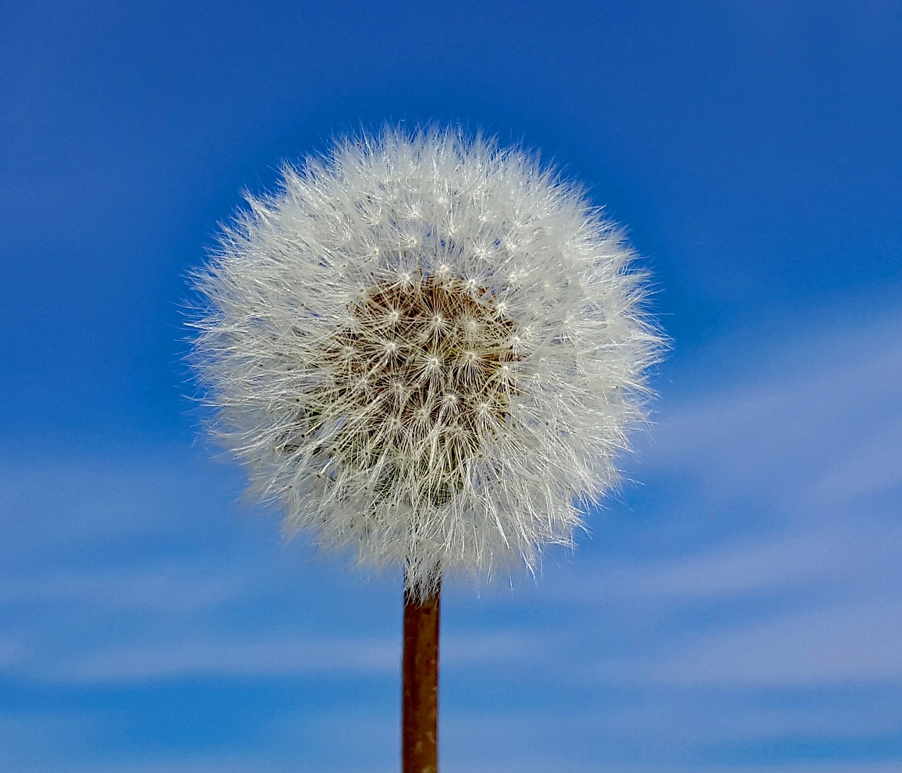 dandelion plant seed free photo