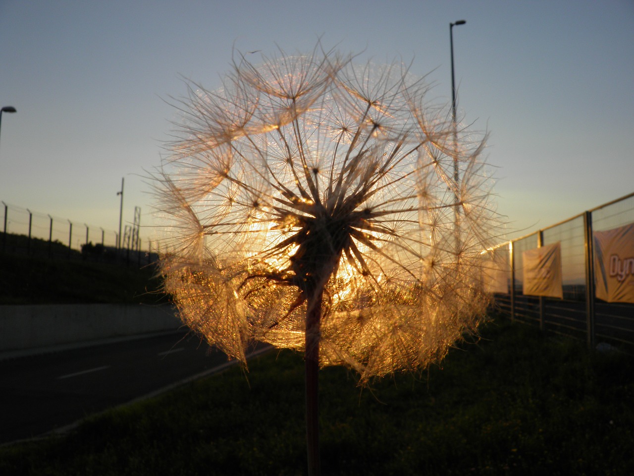 dandelion sunset nature free photo