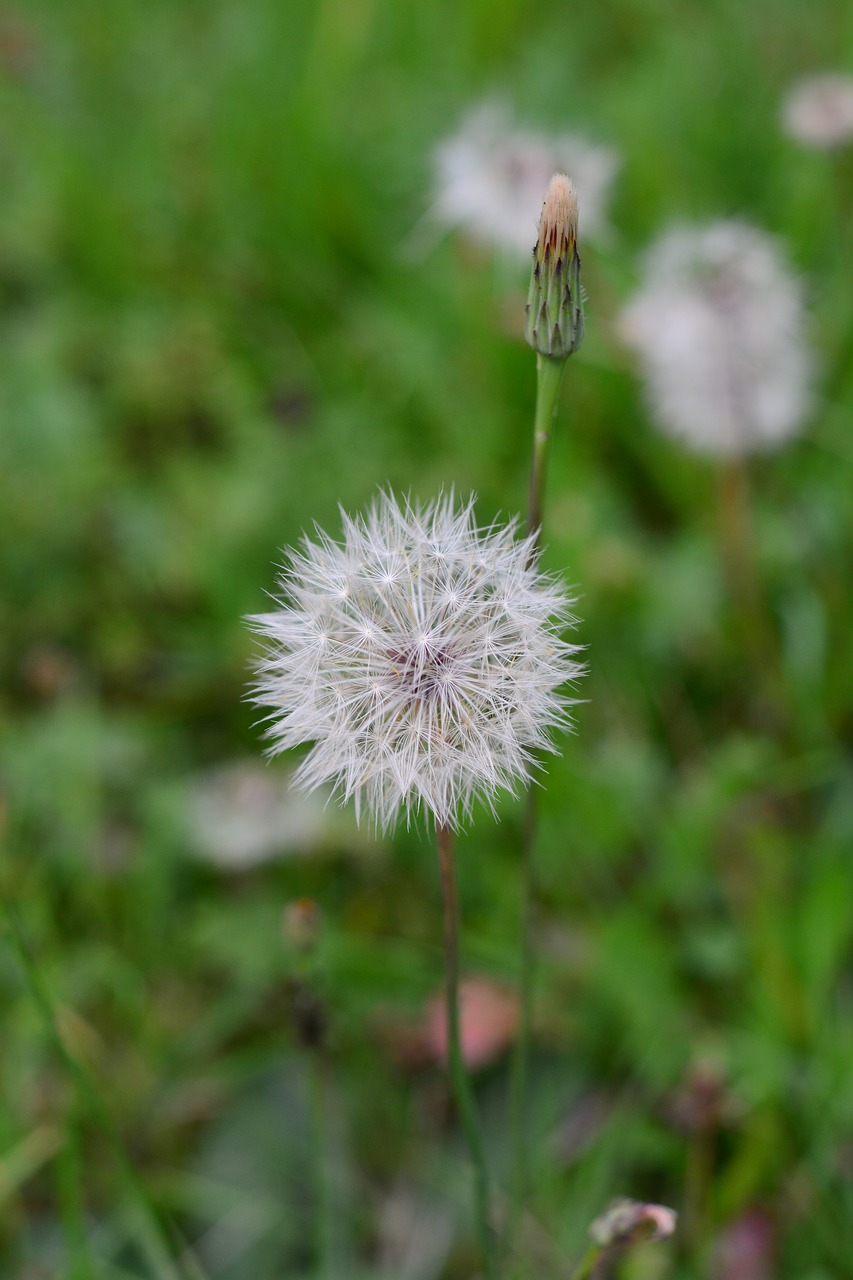 dandelion nature flower free photo