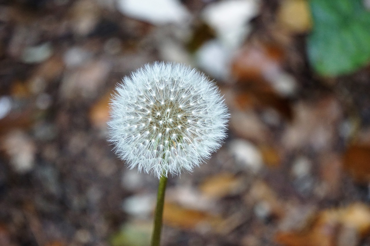 dandelion flower flora free photo