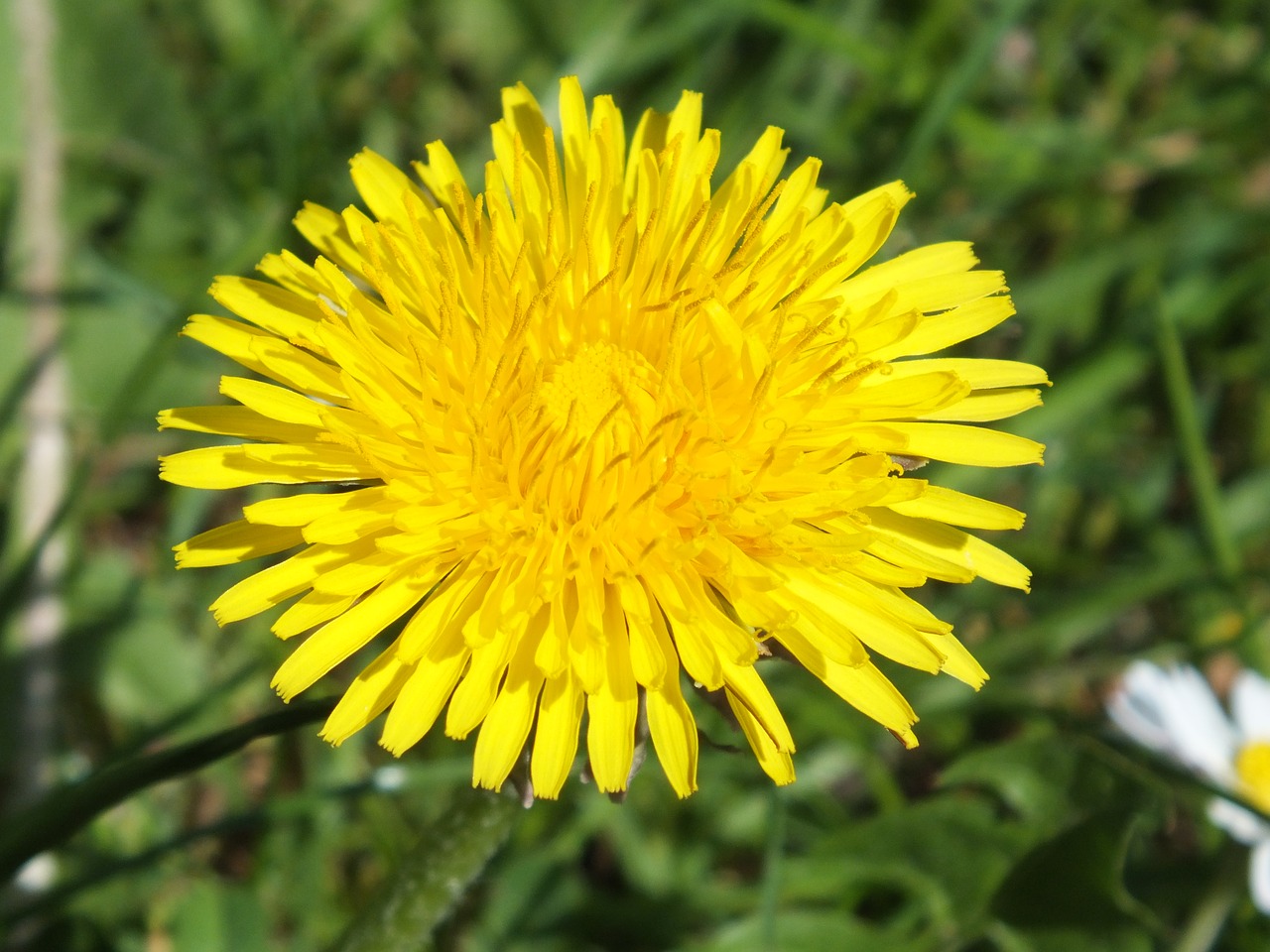 dandelion yellow flower free photo