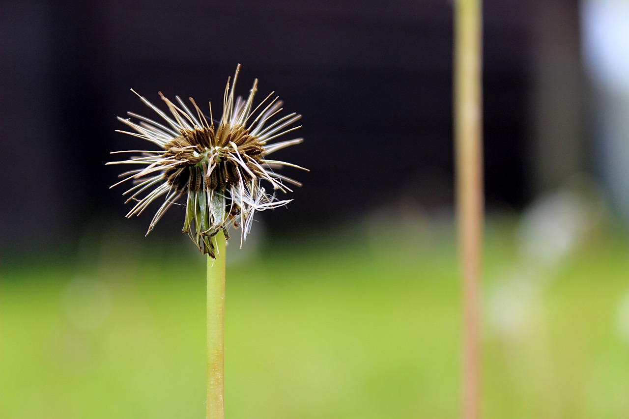 dandelion meadow seeds free photo