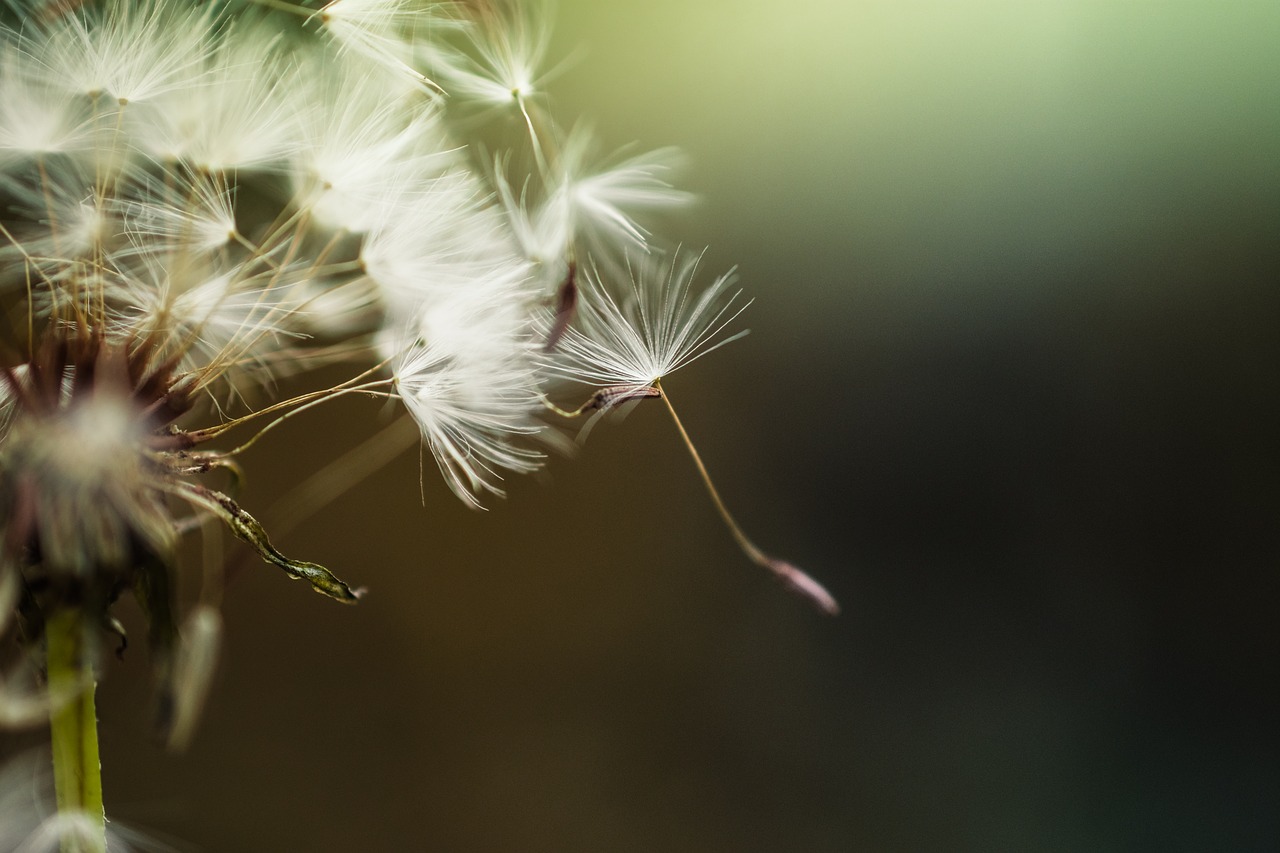 dandelion flower nature free photo