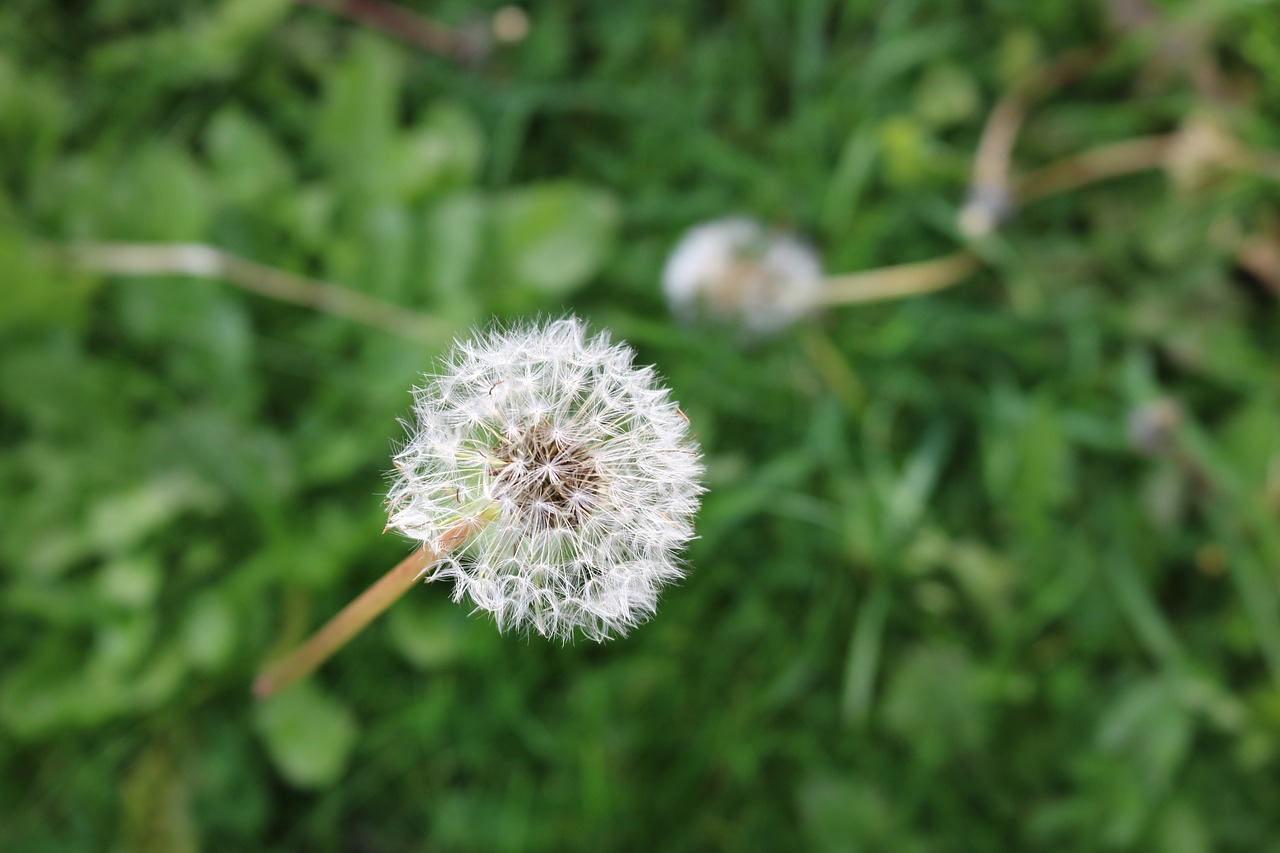 dandelion neutralizer neutralizes dad-bald free photo