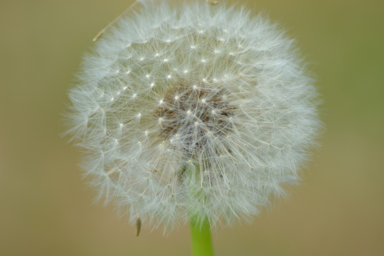 dandelion plant nature free photo