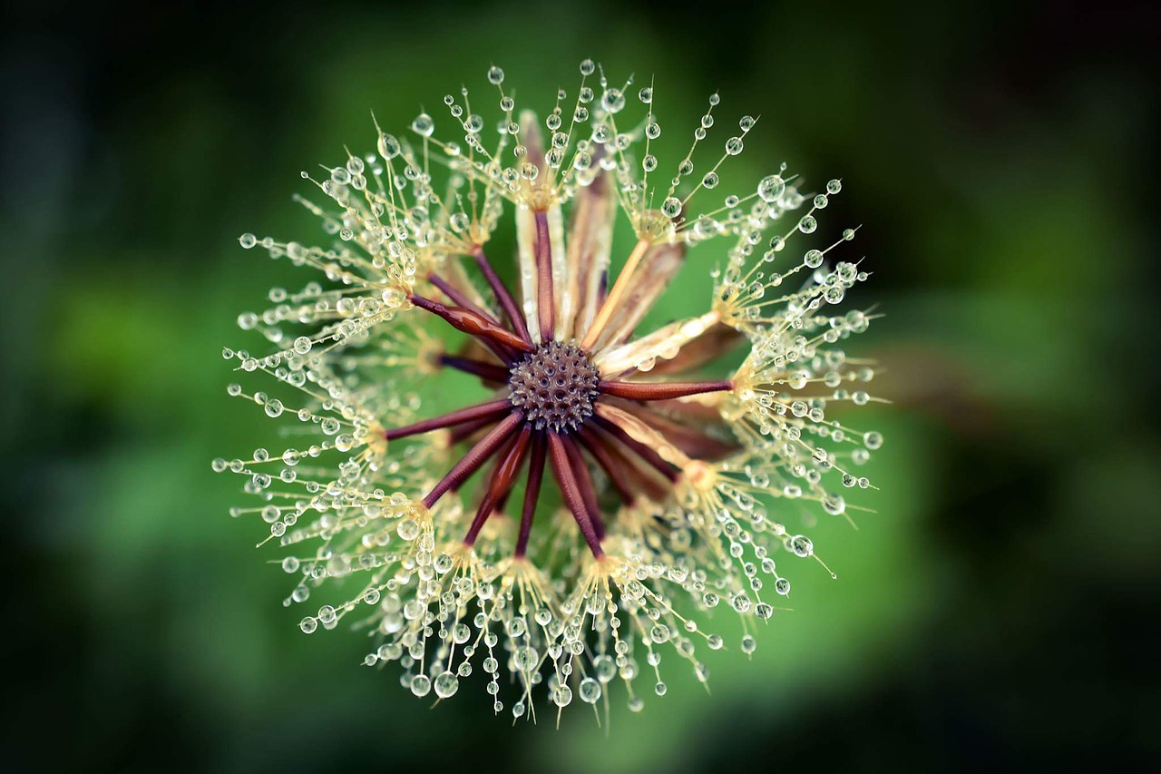 dandelion dew morning free photo