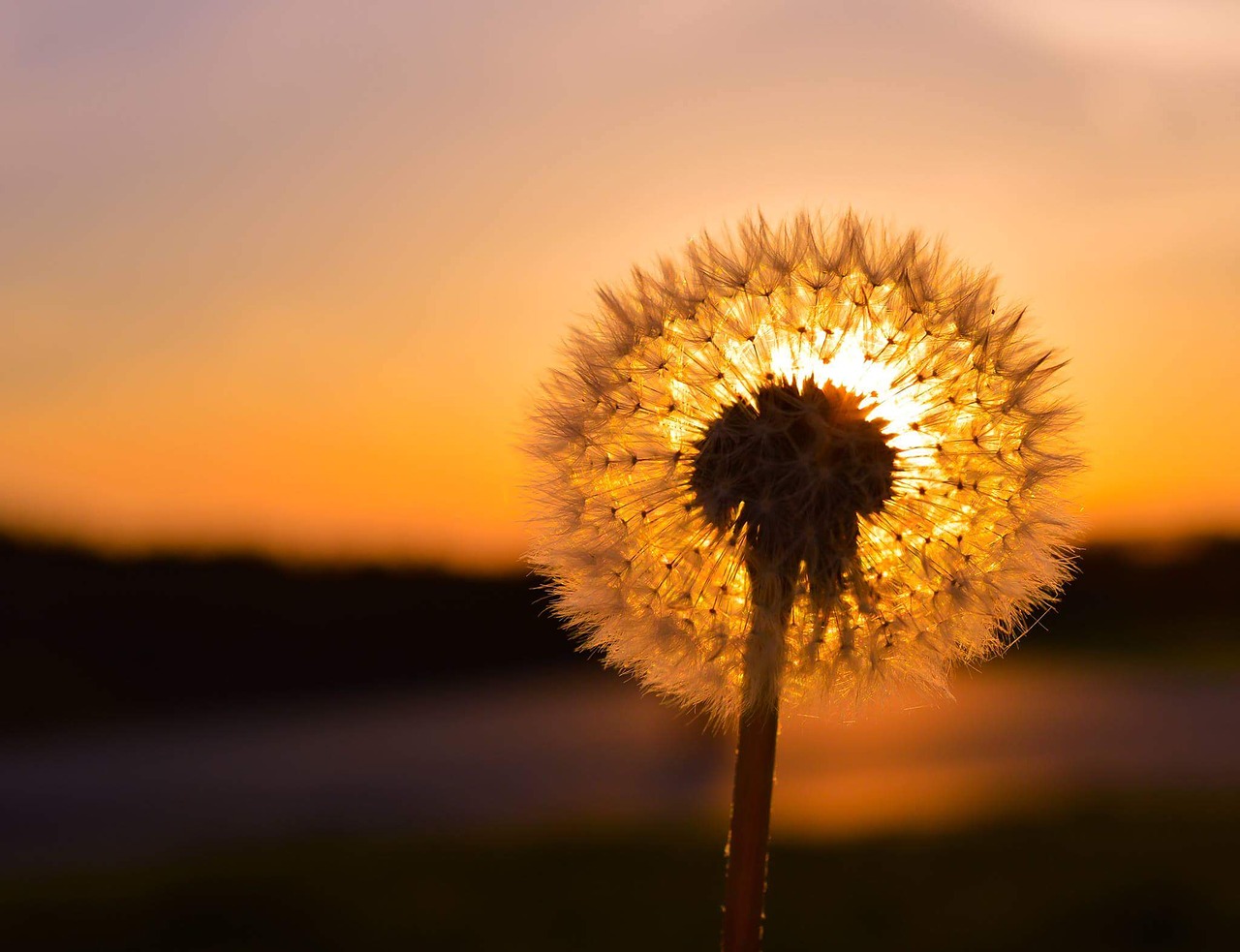 dandelion sunset sun free photo