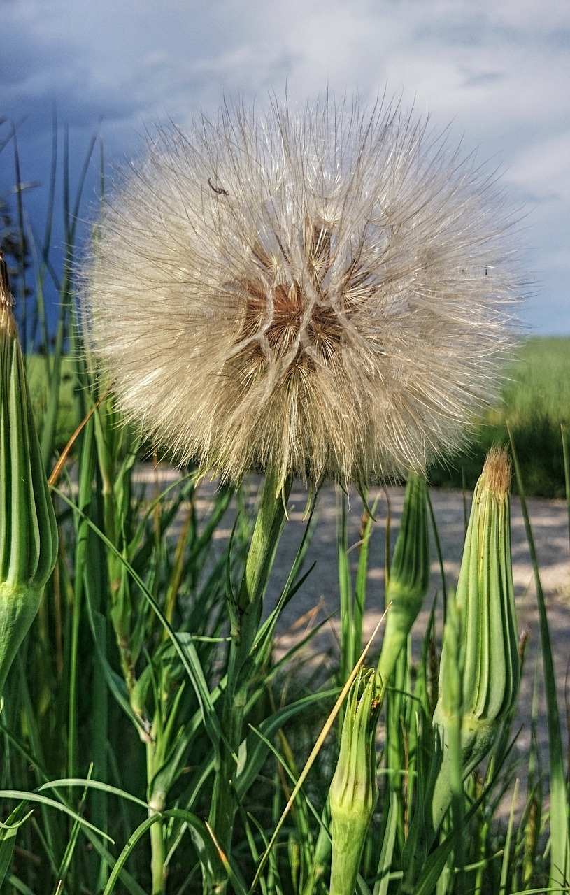 dandelion the beauty of the ball free photo