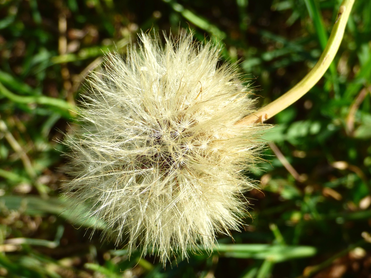 dandelion plant flower free photo