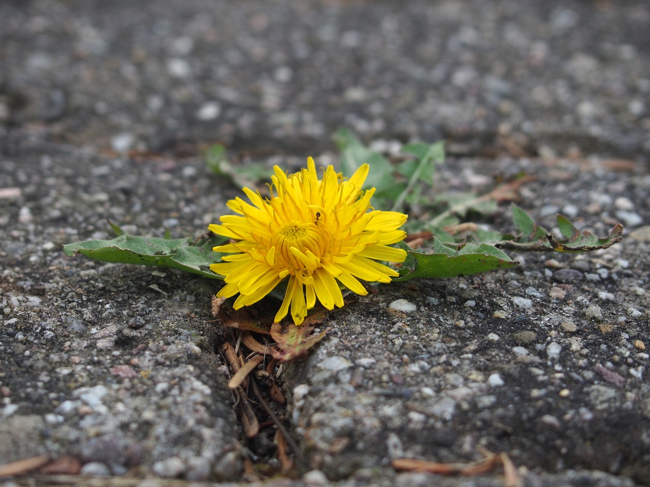 dandelion flower yellow free photo