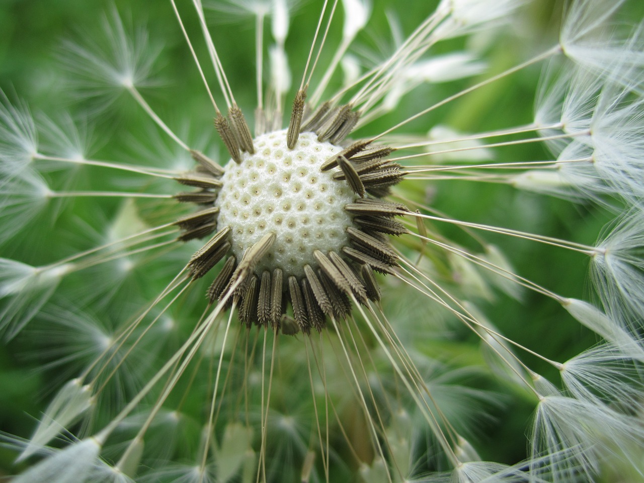 dandelion nature close free photo