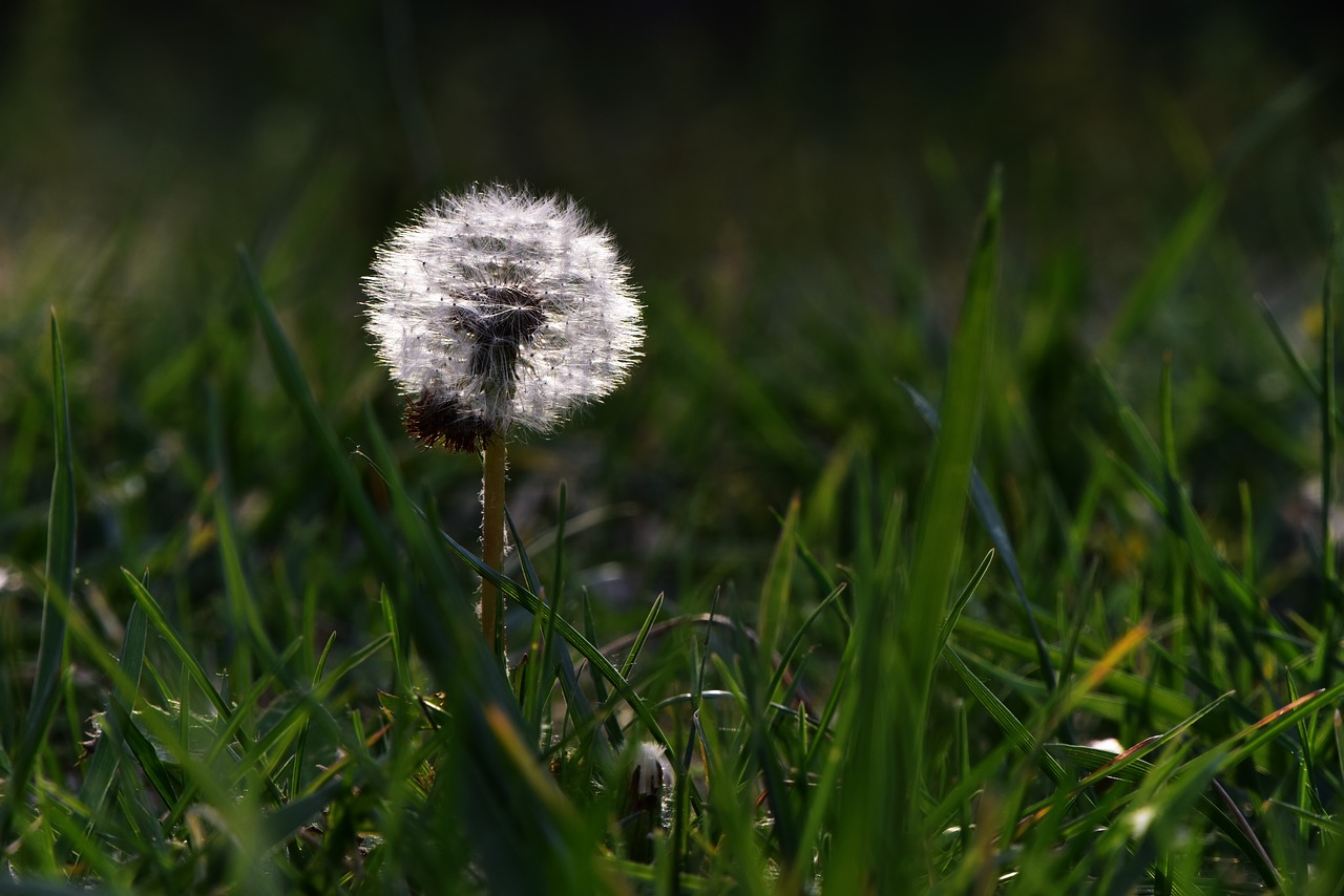 dandelion plant desktop background free photo