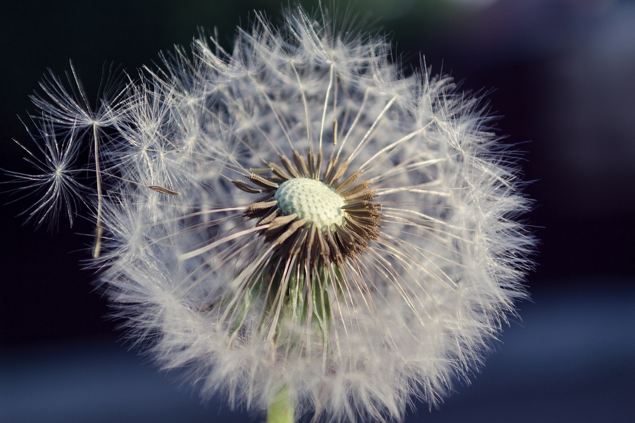 dandelion white plant free photo