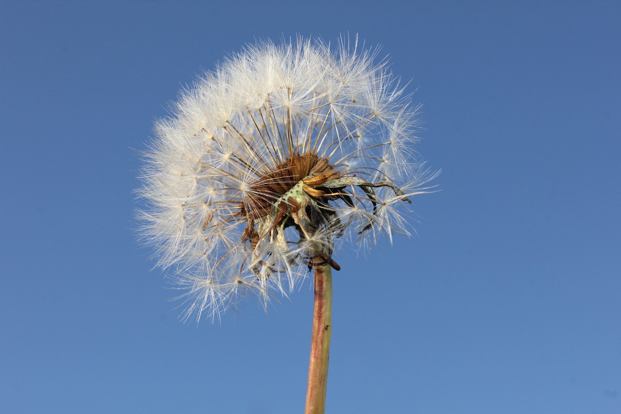 dandelion sun plants free photo