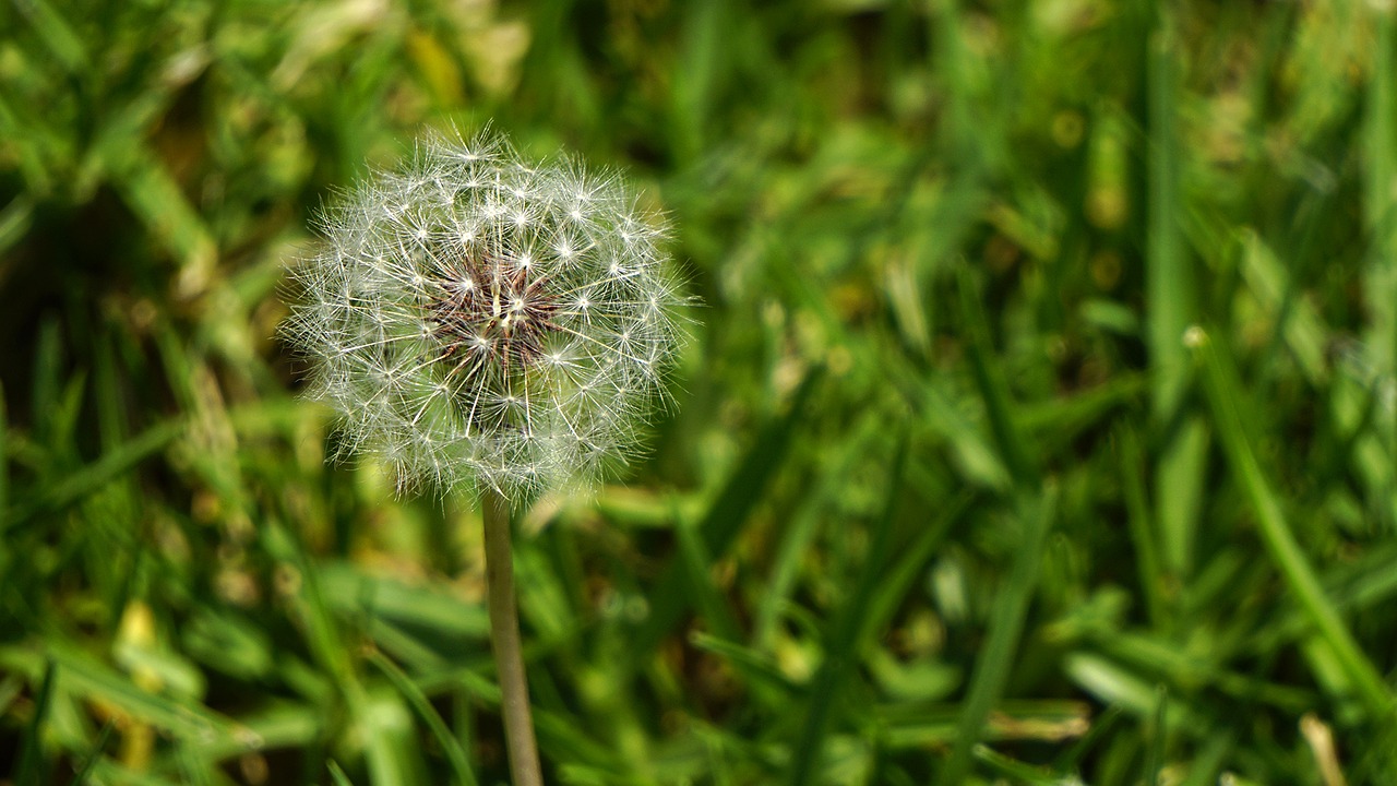 dandelion grass nature free photo