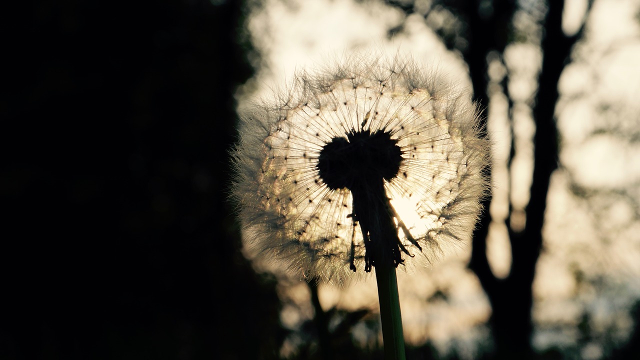 dandelion shadow back light free photo