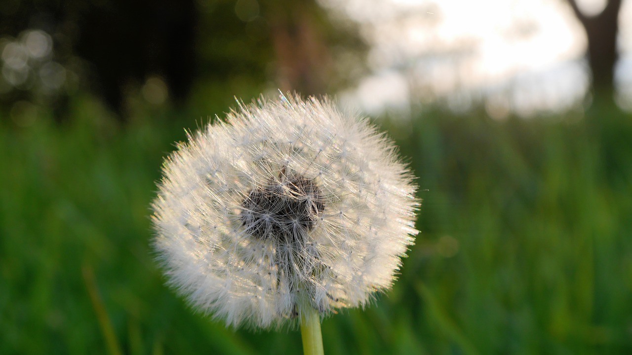 dandelion flower free pictures free photo