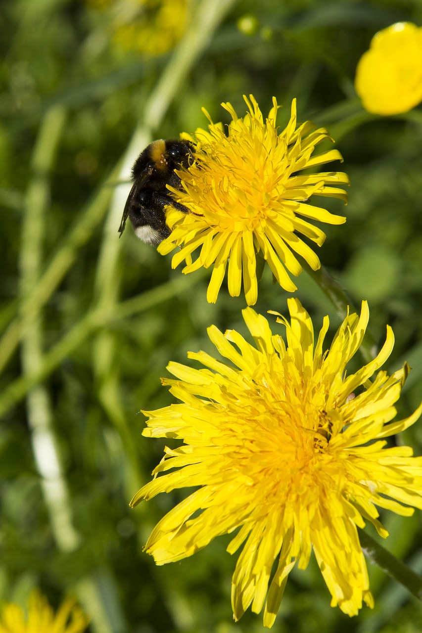 dandelion flower plant free photo