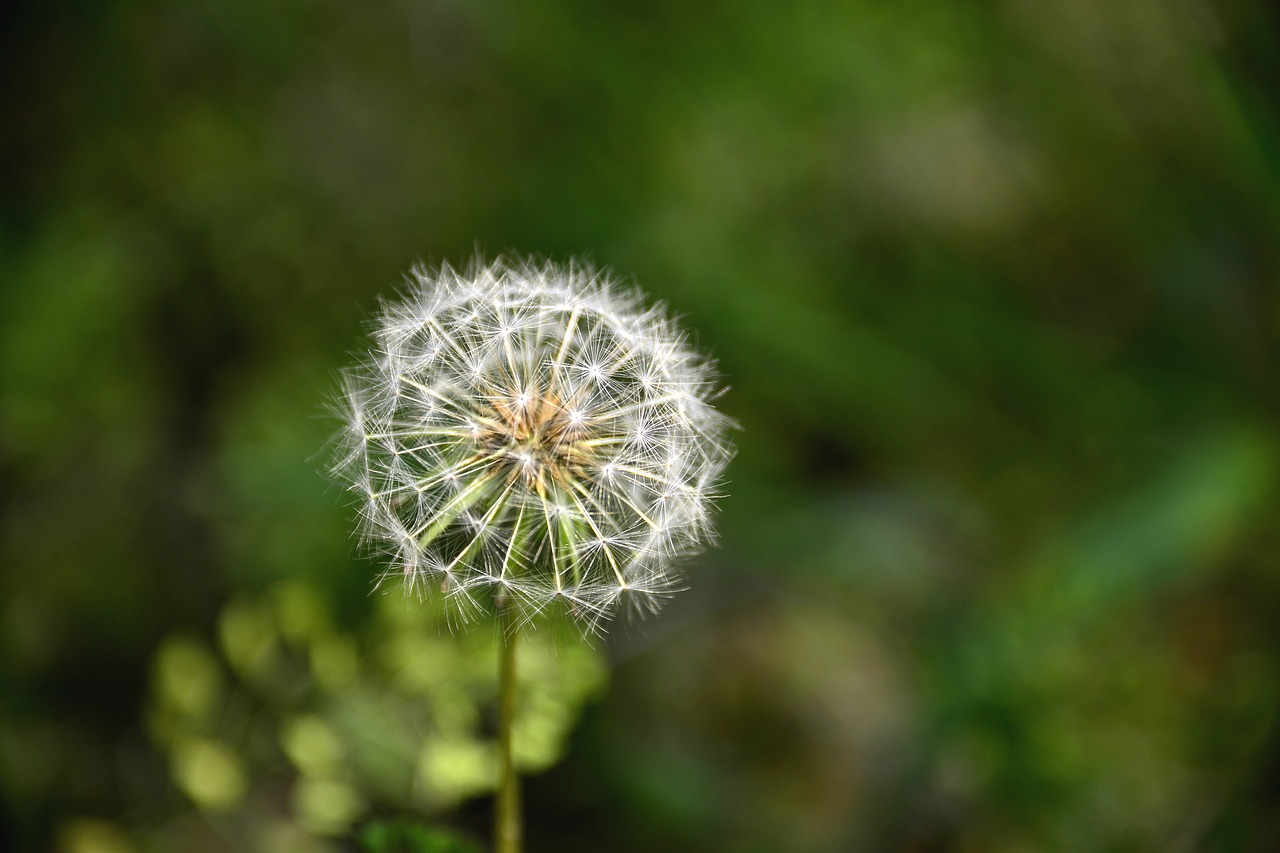 dandelion seeds white free photo