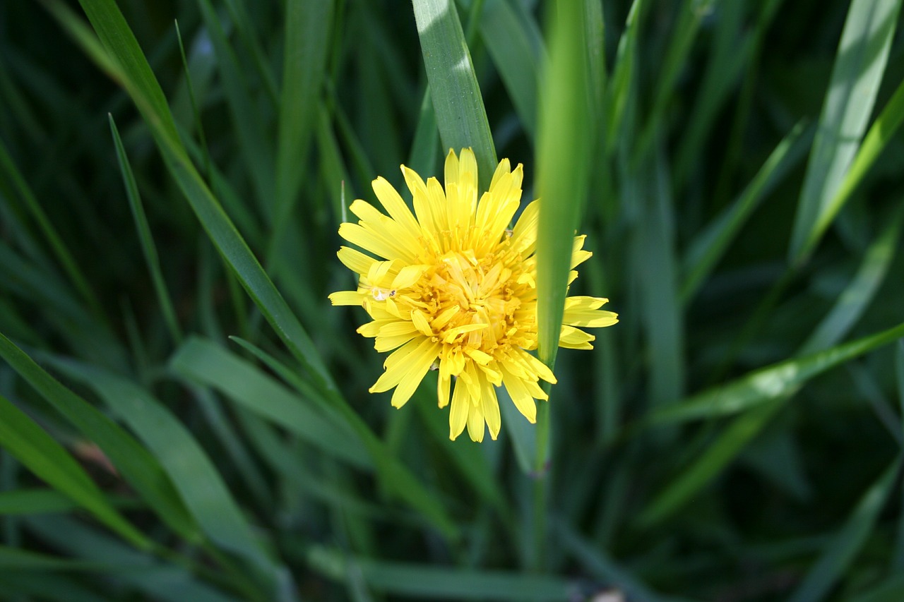 dandelion weed nature free photo